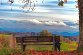 泠鸢《任其蔚蓝》歌词及评论赏析