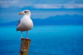 陈冰《随风而来》歌词及评论赏析