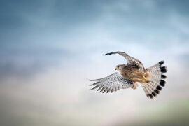 梁倩雨《万物起舞》歌词及评论赏析