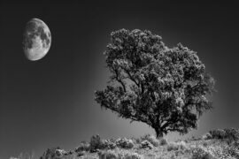 刘琦《一口》歌词及评论赏析