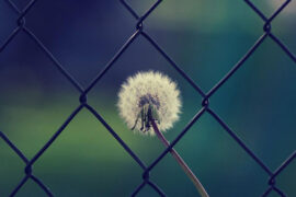 不蓝、iFM《单向奔赴》歌词及评论赏析