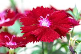 苏轼《浣溪沙·一曲新词酒一杯》全文及鉴赏