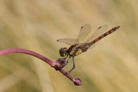 小虎队《紅蜻蜓》歌词及评论赏析