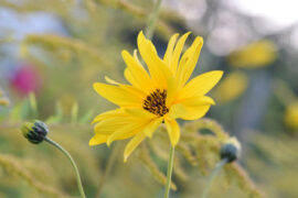 任贤齐《春天花会开》歌词及评论赏析