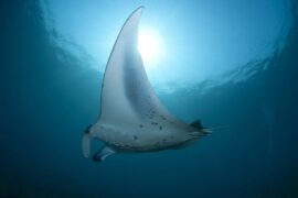 任贤齐《我是一只鱼》歌词及评论赏析