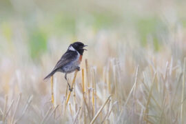 AGA《孤雏》歌词及评论赏析