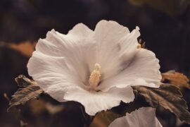 张琳《木槿花》歌词及评论赏析