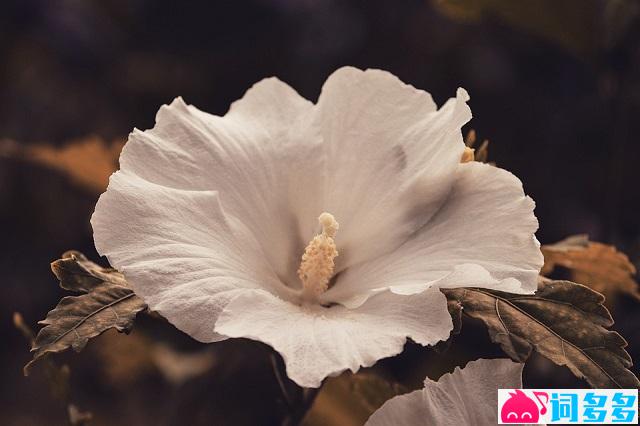 张琳《木槿花》歌词及评论赏析