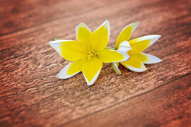 丁世光《simon》歌词及评论赏析