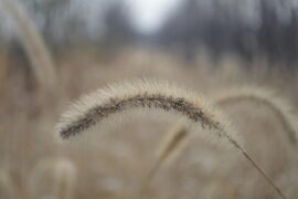 亲人离世伤感的句子发朋友圈