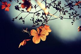 9月你好！九月唯美句子文案