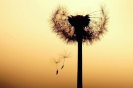 金池《给绝望一颗种子》歌词评论及赏析