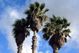 周洁琼《微凉》歌词表达及评论赏析