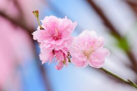 蒋大为成名曲《在那桃花盛开的地方》歌词评论及赏析