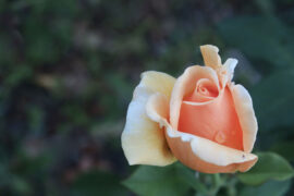 金瀚《缘因我》歌词及评论赏析