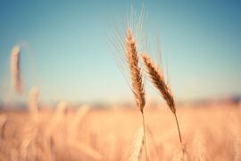 徐小凤《风的季节》歌词表达评论及赏析