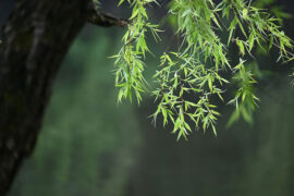 苏轼《浣溪沙·雪颔霜髯不自惊》全文及鉴赏