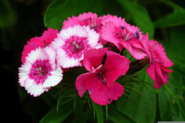 辛弃疾《满江红·暮春》全文及鉴赏