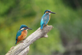 辛弃疾《满江红·敲碎离愁》全文及鉴赏