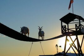 生活很累又必须坚持的语句