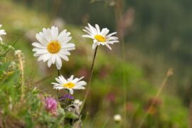 徐志摩《陌上花开》原文及赏析