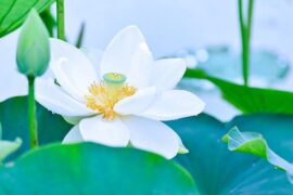 佚名《江南》全文简译及赏析