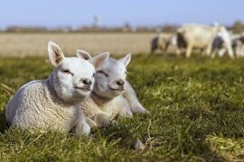 佚名《敕勒歌》全文简译及赏析