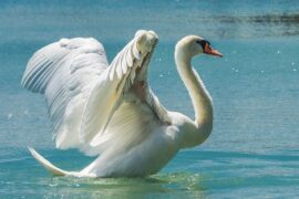 骆宾王《咏鹅》全文简译及赏析