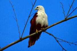 苏轼《浣溪沙·照日深红暖见鱼》全文及鉴赏