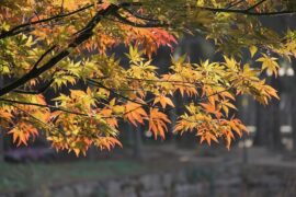 纳兰性德《琵琶仙·中秋》全文及鉴赏