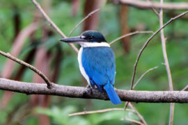 柳永《征部乐·雅欢幽会》全文及鉴赏