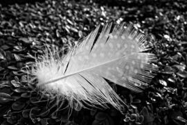 柏松《寻常岁月诗》歌词表达、评论及赏析