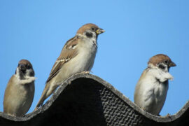 你的上好佳《候鸟》歌词表达、评论及赏析