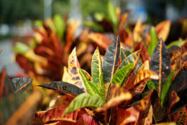 曾溯恕《我有》歌词表达、评论及赏析