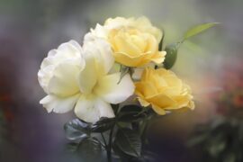 邓紫棋《红蔷薇白玫瑰》歌词表达、评论及赏析