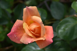 黄龄《时光吟》歌词表达、评论及赏析