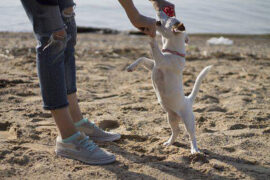 林俊杰《学不会》歌词表达、评论及赏析