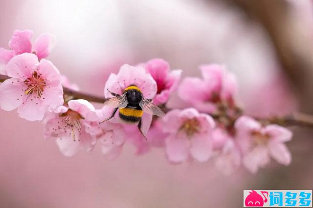 音阙诗听、封茗囧菌《桃花庵》歌词表达、评论及赏析