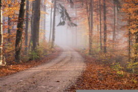 尹昔眠《岁月生长》歌词表达、评论及赏析