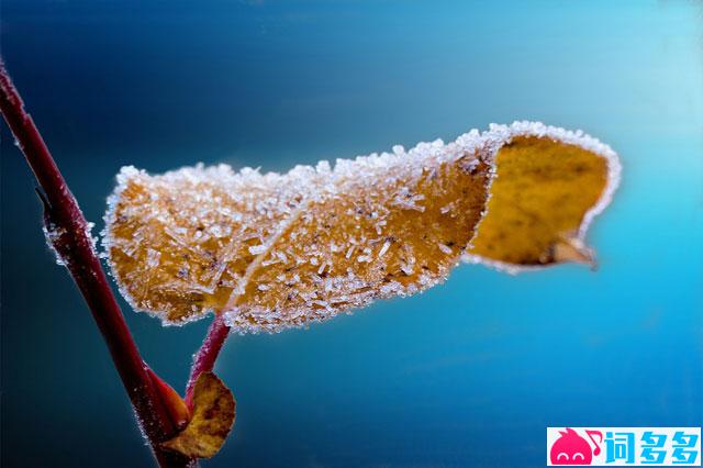 洛天依、乐正绫《霜雪千年》歌词表达、评论及赏析