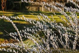 纳兰性德《菩萨蛮·阑风伏雨催寒食》全文及鉴赏