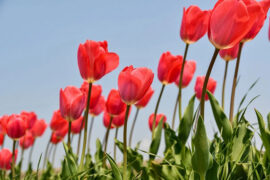 纳兰性德《菩萨蛮·为春憔悴留春住》全文及鉴赏