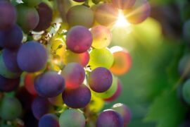 葡组词（包含“葡”字的组词及成语）