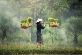 禾组词（包含“禾”字的组词及成语）