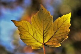 秋天的诗句（精选100首包含秋字的古诗）