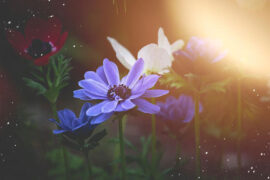 白雪成名曲《久别的人》歌词表达、评论及赏析