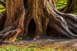 晏几道《鹧鸪天·小令尊前见玉箫》全文及鉴赏