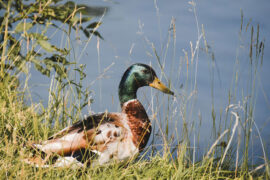 辛弃疾《南歌子·新开池戏作》全文及鉴赏