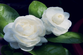 宋祖英《送你一朵东方茉莉》歌词表达、评论及赏析