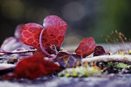 《心归处》（新倩女幽魂主题曲）歌词表达、评论及赏析